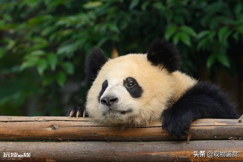 大熊猫是不是猫科动物(国宝大熊猫属于熊科能活多少岁)-图片2
